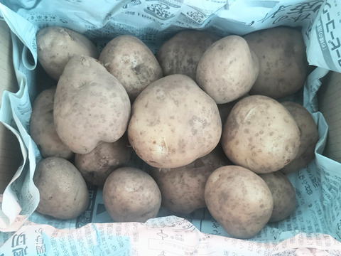 【農薬化学肥料不使用】【訳あり】昔ながらのホクホク系じゃがいも 男爵  新じゃが 箱込み5.0kg