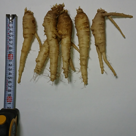 山菜の里おいつるし