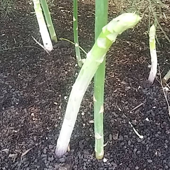 村﨑農園