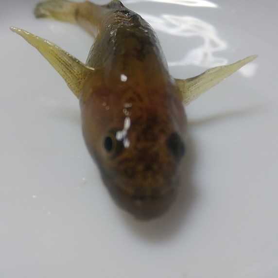 スグルヤ