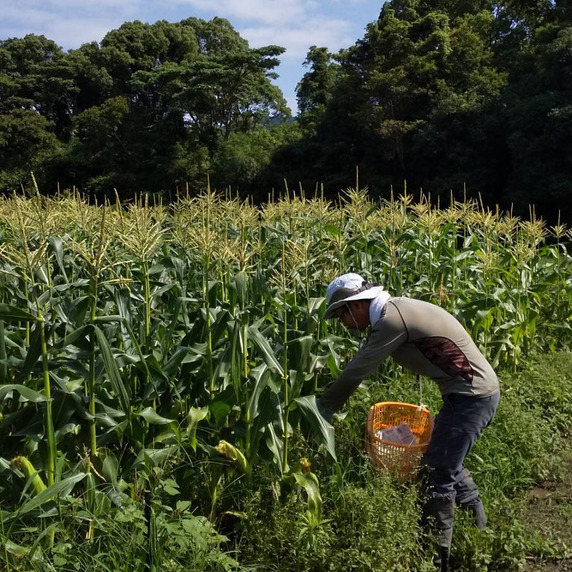 Y's　farm