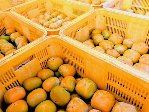 【送料500円引き】和歌山県産 ひらたねなし柿 A品 5kg（箱込み）