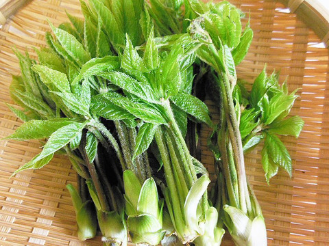 天然山菜　秋田のコシアブラ100g（予約販売）世界遺産白神山地付近産