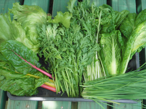 あふれる葉物野菜ボックス Mサイズ 約4 6品 茨城県産 食べチョク 農家 漁師の産直ネット通販 旬の食材を生産者直送