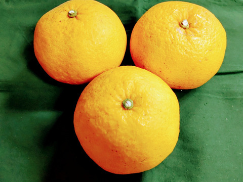 鹿児島県産「甘夏みかん」家庭用箱込み10kg