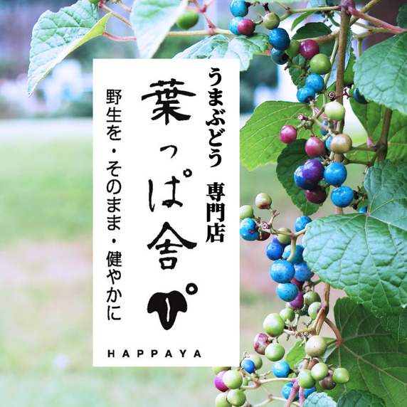 葉っぱ舎（はっぱや）