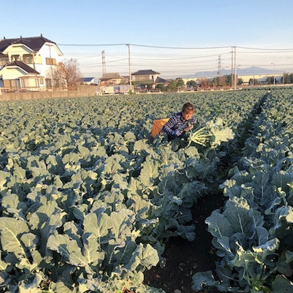 カントリーファーム