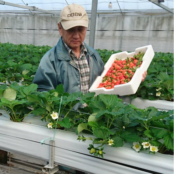 杉田いちご農園