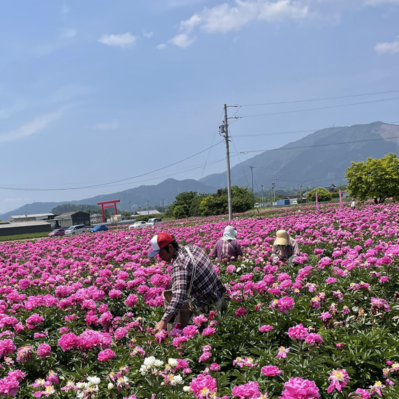 伊勢くすり本舗