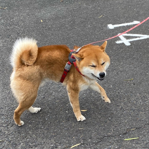 コロタファーム