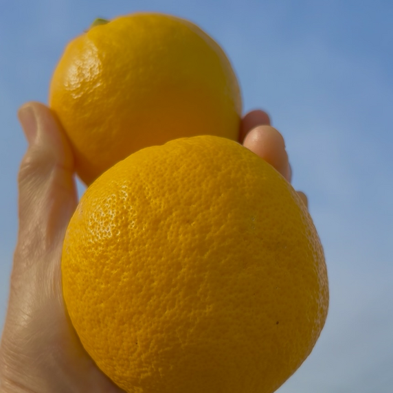 こはらさんちの島レモン