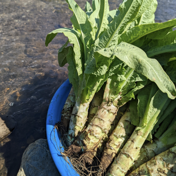 Nihao Farm 