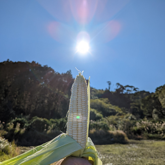 とうもろこし園
