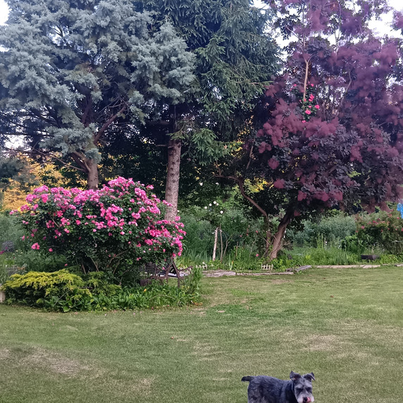 berry garden