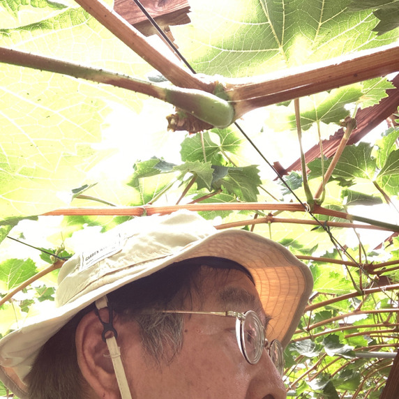 グリーンバード葡萄園
