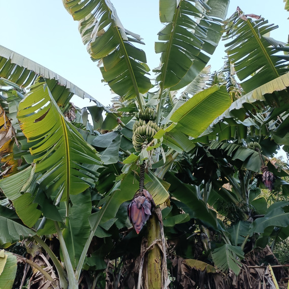 佐多バナナ農園