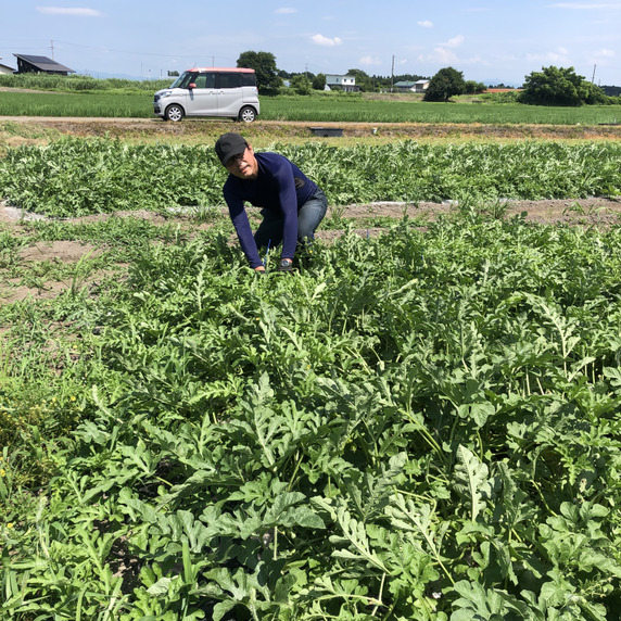 スマイルすいか農園