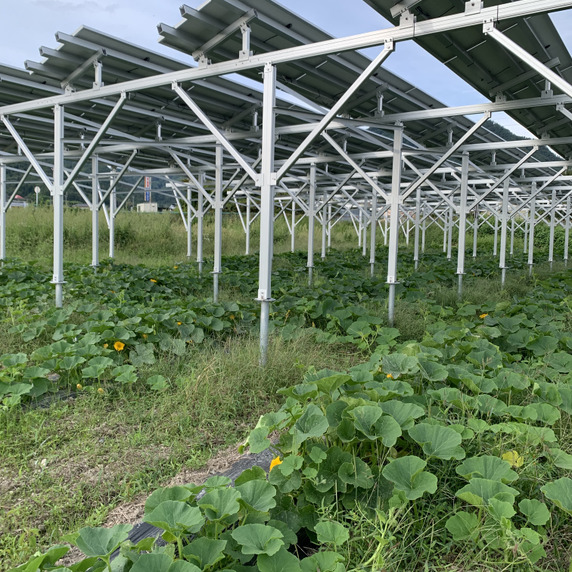 太陽光緑彩カボチャ農園