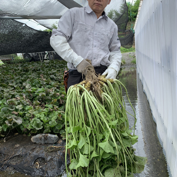 石田わさび農園