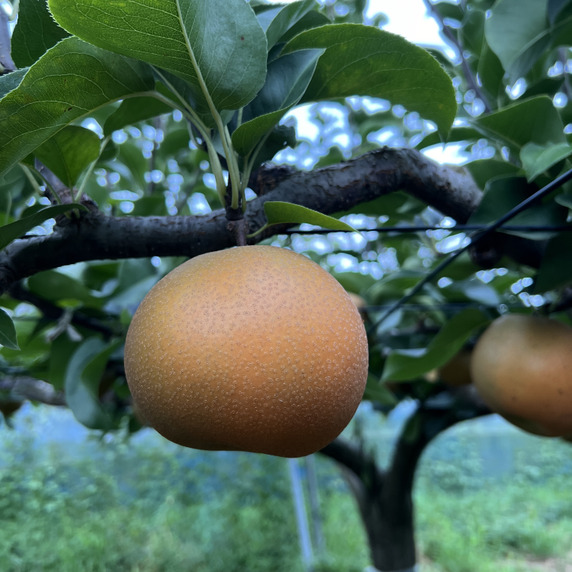おおくぼ果樹園