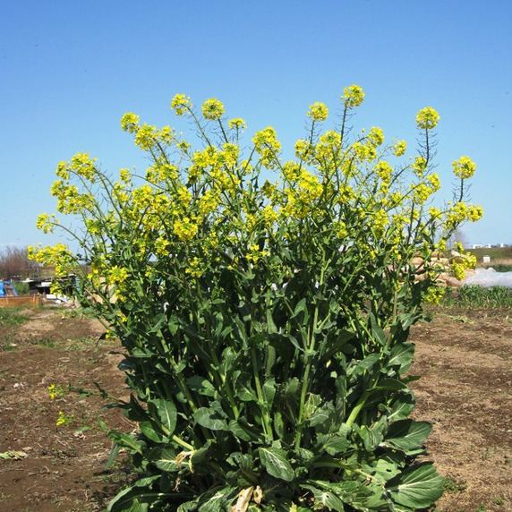 NORAFARM（自然野菜のら）