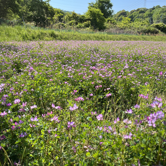 Green RISE farm byラム猫太郎