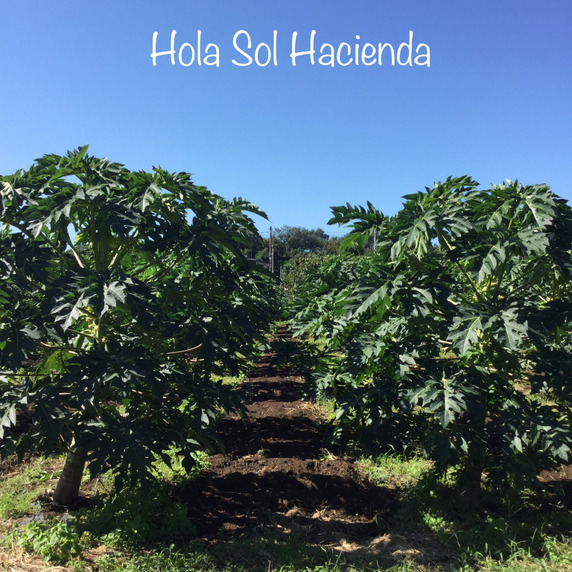 オラソル農園 Hola Sol Hacienda