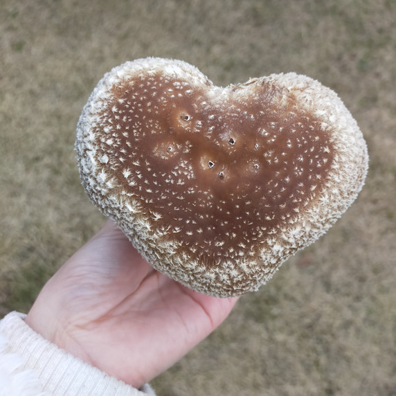 平家茸
