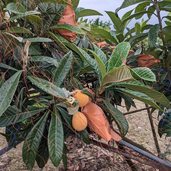 七宝農園
