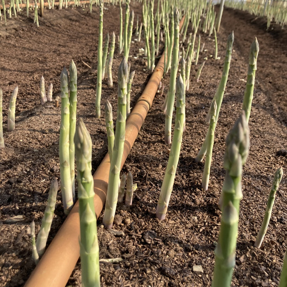 いまわかファーム