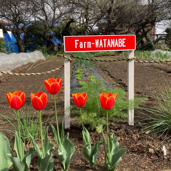 farm watanabe