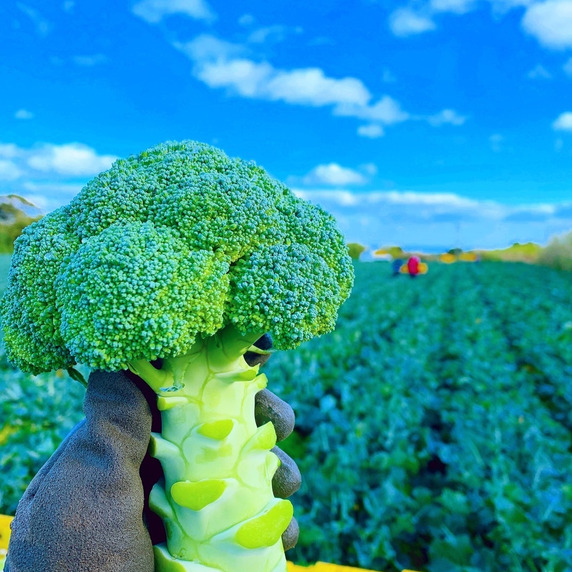 早田農園