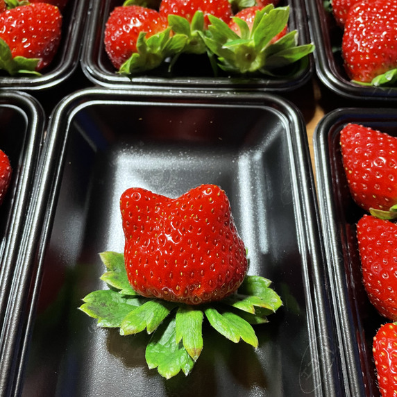 べりーべりー農園