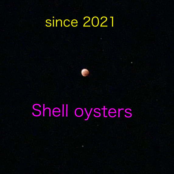 Shell oysters