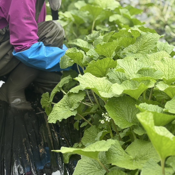 丸六穂高わさび問屋