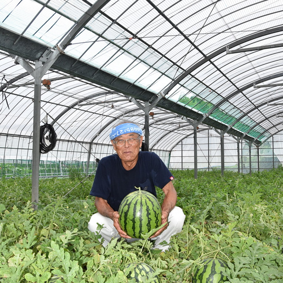 6月22日午後6時収穫 ❗️6/23発送可❗️無農薬 青梅2kg❗️奈良