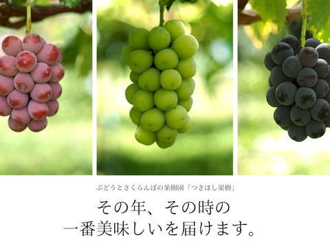 【ギフト】大粒ぶどう詰め合せ3種　1.8㎏
