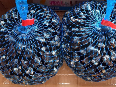 宍道湖産シジミ(M5kg)砂抜済