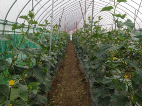 【レアなチビきゅうり】２kg　 農家さんだけが知っているおいしいきゅうり！！