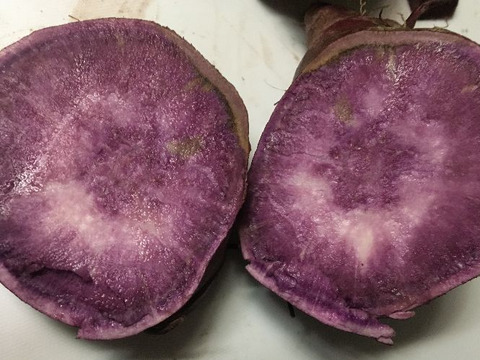 鮮やかな紫色の紫芋3kg（加工用にも最適！）兵庫県産 農薬不使用