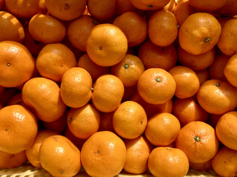 【期間限定・食べ比べ】　バラエティーセットB　（尾崎温州・小原紅早生）　３kg