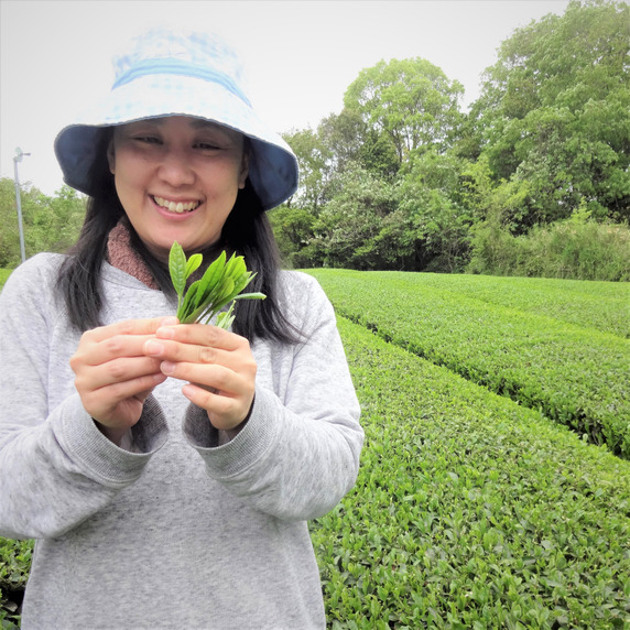森井ファームのお茶