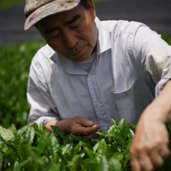 藤迫茶農園