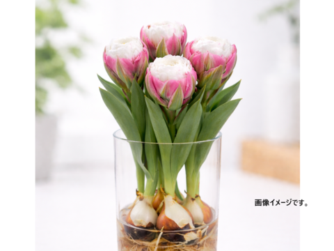 【限定30個】球根付きチューリップ　”アイスクリームMIX”　4種5本※北海道・沖縄県配送不可※