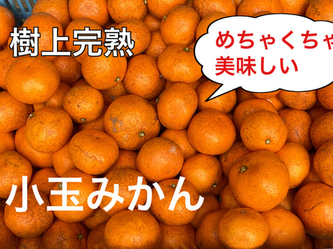 【ご自宅用】樹上完熟　濃厚　絶品　糖度16度以上　『完熟小玉みかん』　３kg