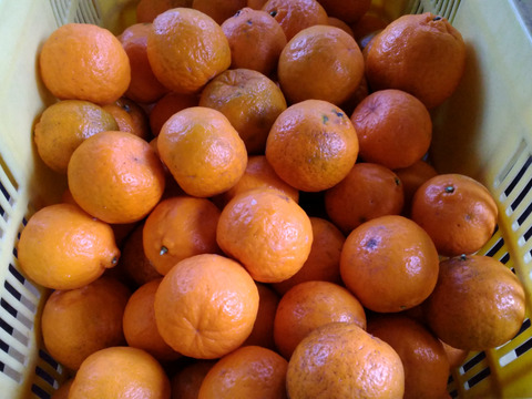 【有機JAS】愛媛が誇る柑橘！家庭用 南津海(4kg)