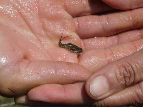 高アミロース・低GI米！豊受白米5㎏【2025年産】