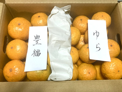 【期間限定・極早生みかん食べ比べ】『ゆら早生』・『豊福』5kg