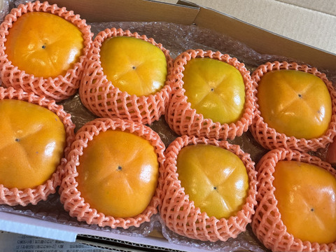 【橋本市送料無料キャンペーン】秋の味覚　和歌山のたねなし柿  贈答用　8個入り