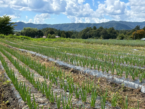 青ねぎ 小ねぎ 万能ねぎ 農家直送 業務用 根切り 約10mm 10kg 11月末までの販売 岡山産